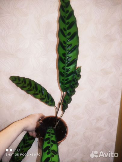 Калатея лансифолия