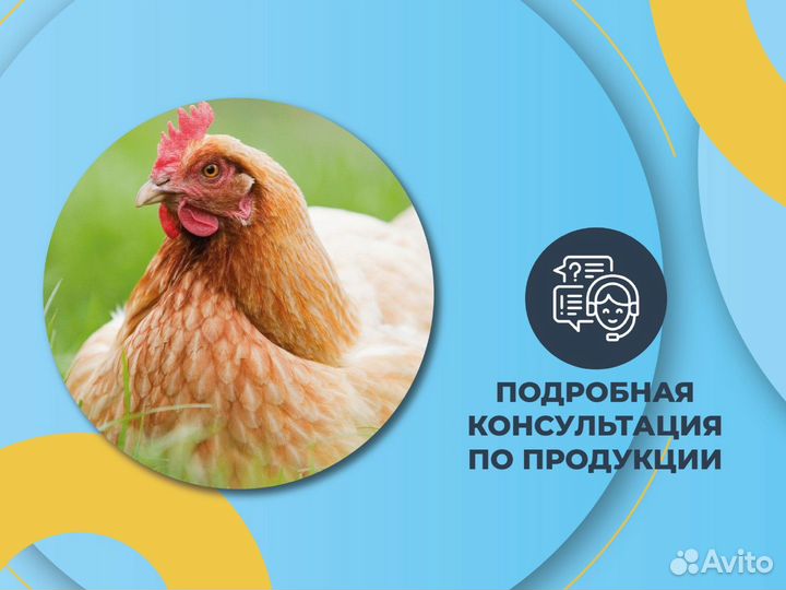 Клевер Люцена