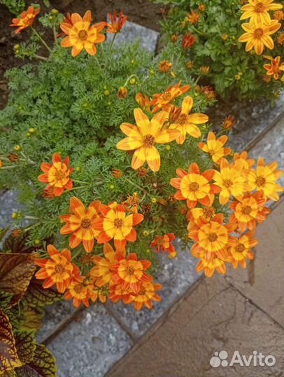 Цветы однолетки рассада