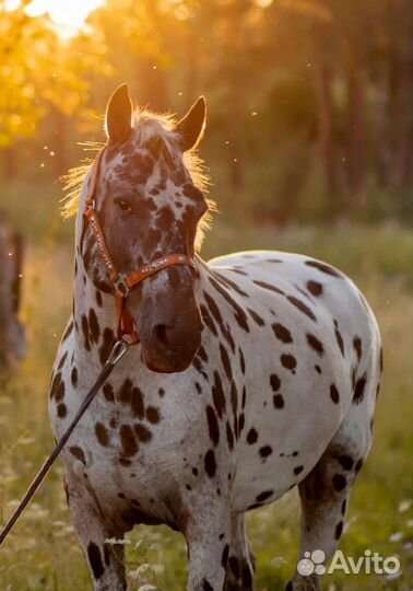 Чубарый Мерин, клеппер жеребенок, тракененская