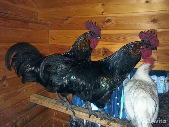 Петух Ухейилюй