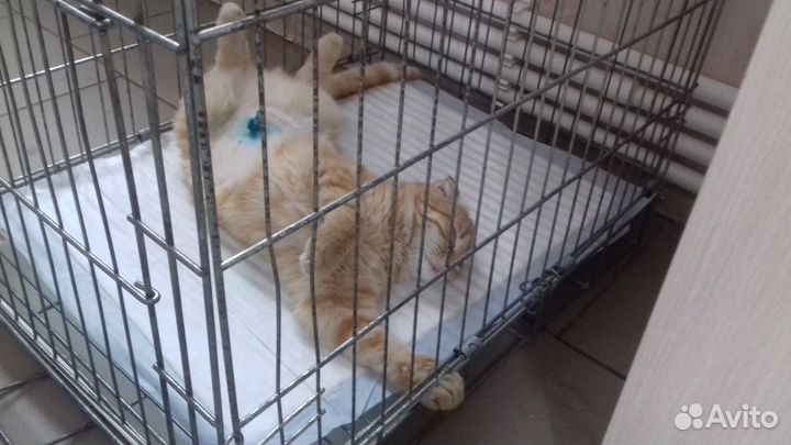 Стерилизация кошек и кастрация котов на дому