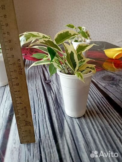 Фикус бенджамина