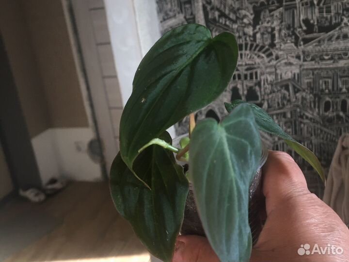 Комнатные растения