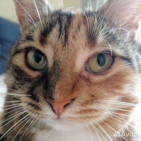 Кошка уютная