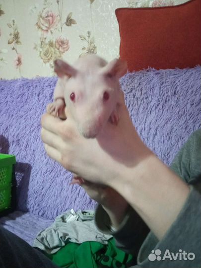 Жених Скинни ждёт невесту