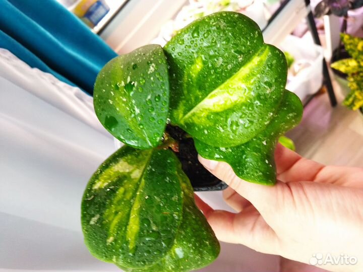 Хойи сортовые