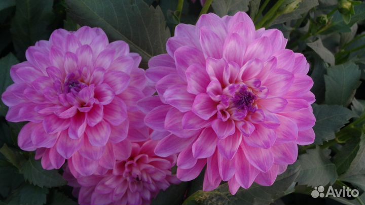 Клубни георгин