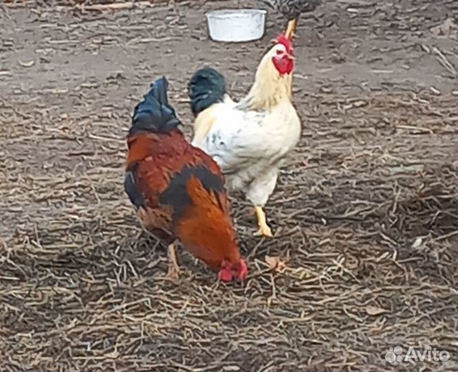 Продажа Петухов