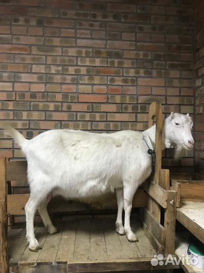 Козы ламанча дойные