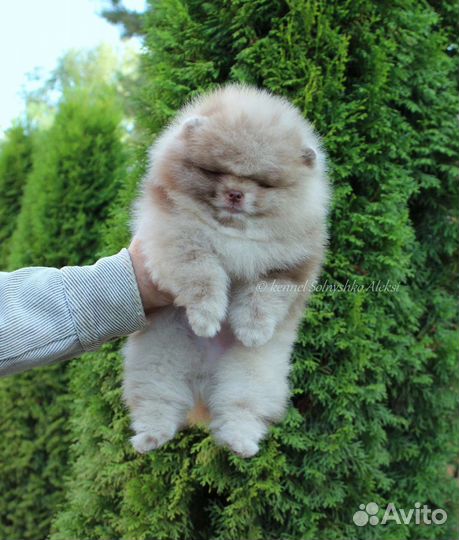 Типаж медвежий мерле