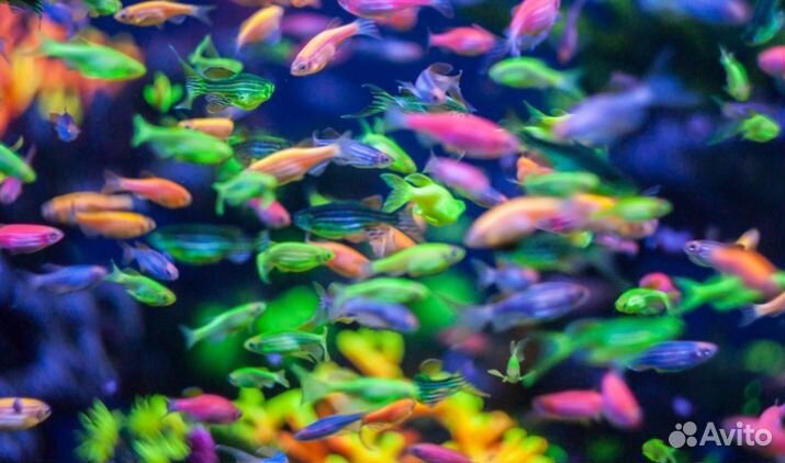 Продам рыбок аквариумных
