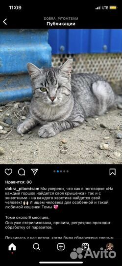 Кошки в добрые руки