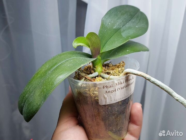 Phal.Miki Black Angel (variation)