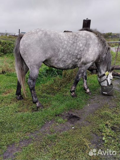 Лошадь кабыла