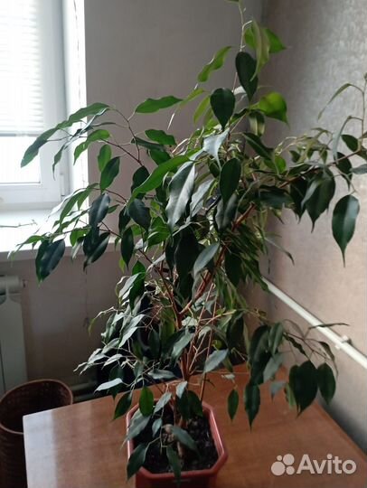 Фикус бенджамина