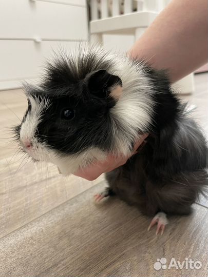 Морские свинки