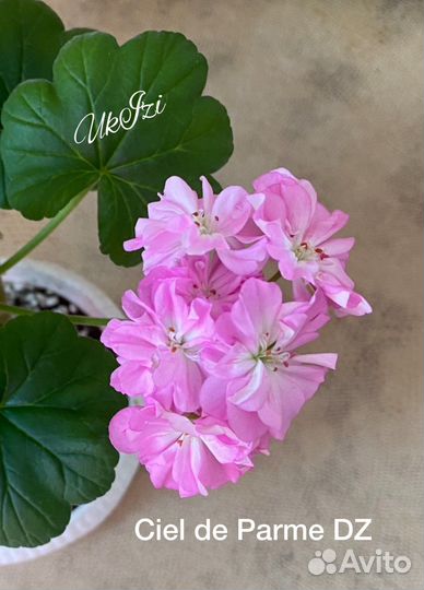 Пеларгония сортовая