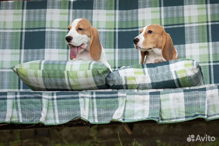 Щенки бигль