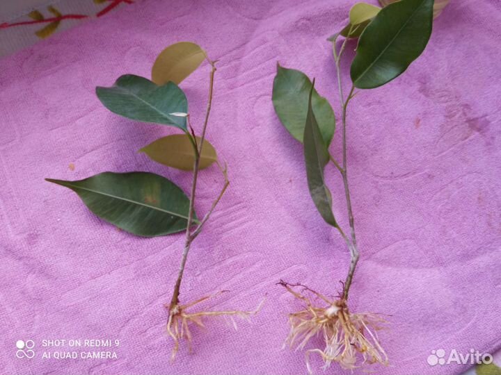 Комнатные растения