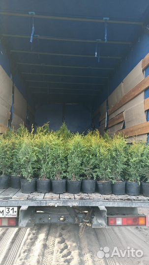 Туя для изгороди. Живая изгородь из туй