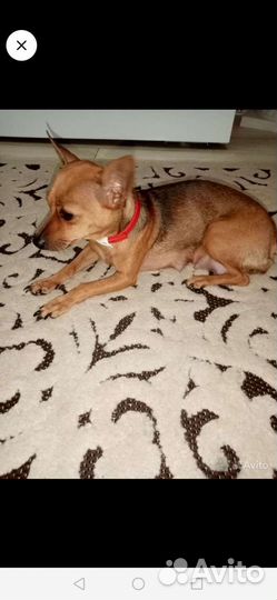 Мини той-терьер щенки