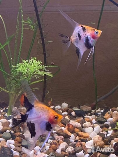 Аквариумные рыбки