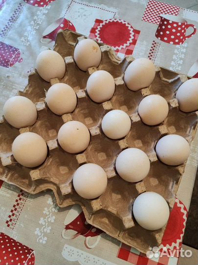 Яйцо двухжелтковое куриное фермерское