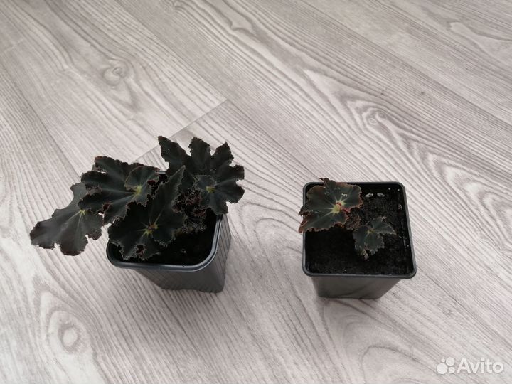 Бегония Чёрная Мамба