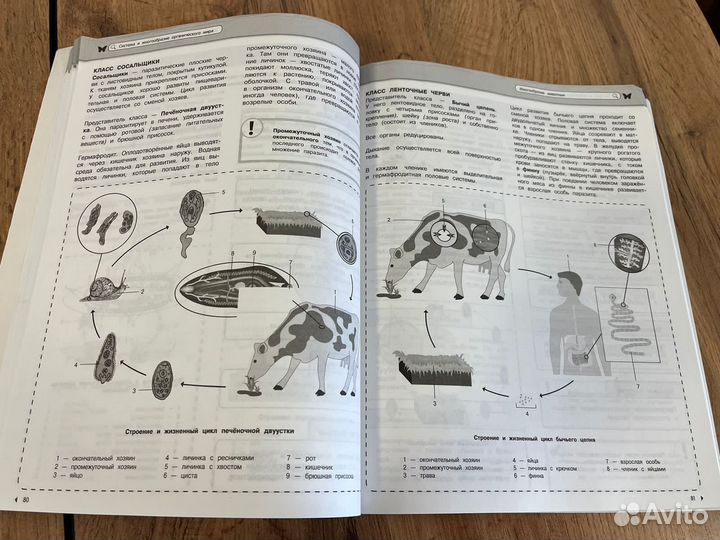 Наглядный школьный курс биология