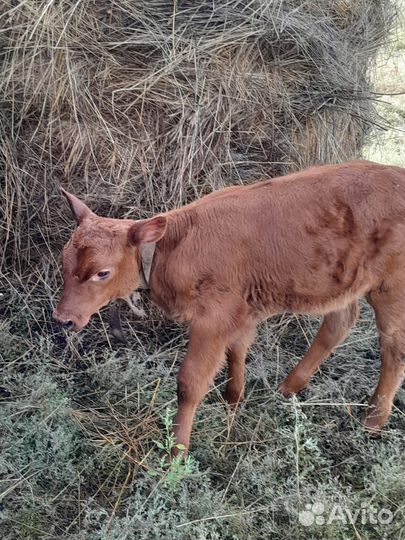 Телочка 1 мес