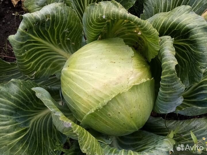 Сельхоз продукты