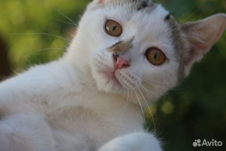 Белые малыши в добрые руки