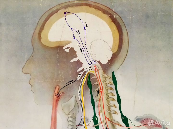 Плакат старинный 1951 год Дыхание анатомия постер