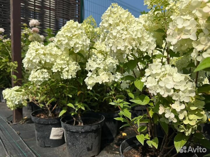 Гортензия метельчатая 