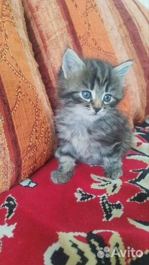 Коты в добрые руки