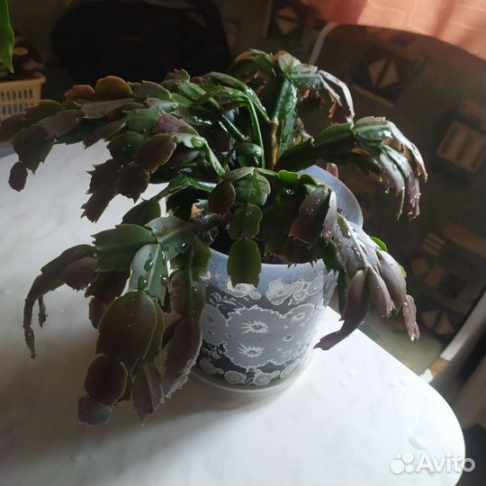 Продам цветы комнатные