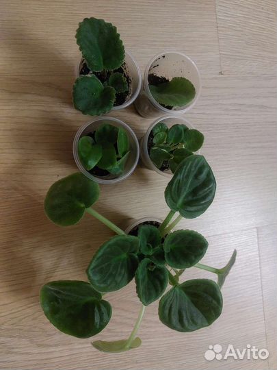 Фиалка набором