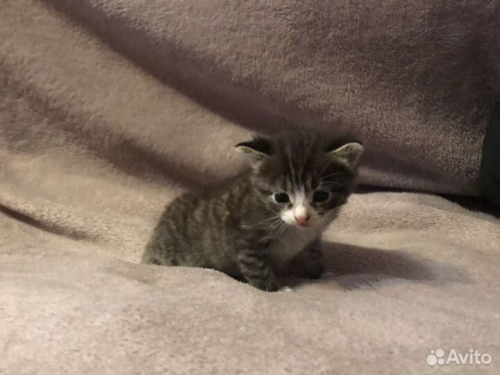 Котёнок найден в подезде,премерно месеца 4