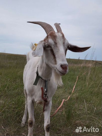Коза дойная молочная