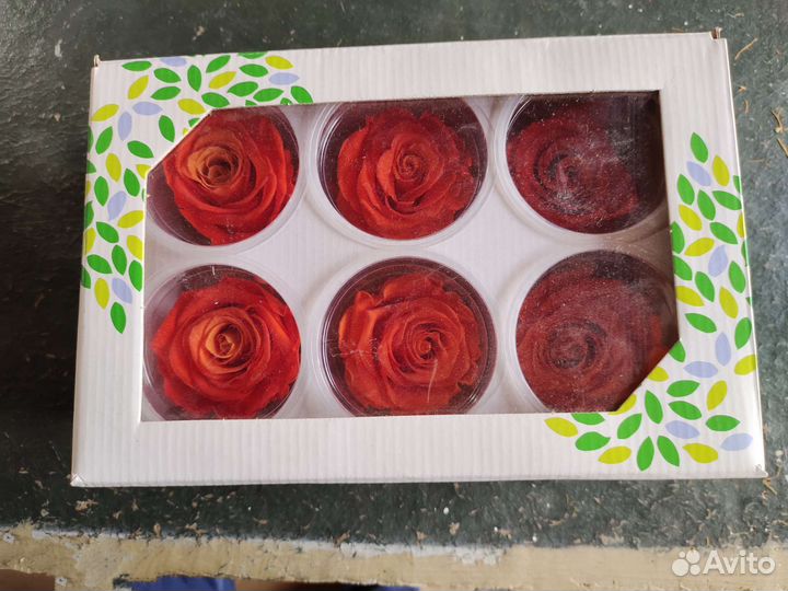 Стабилизированная роза