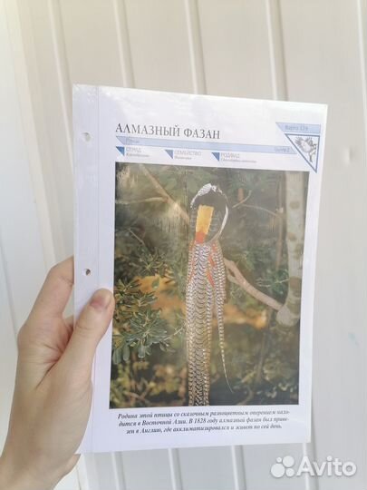 Энциклопедия 