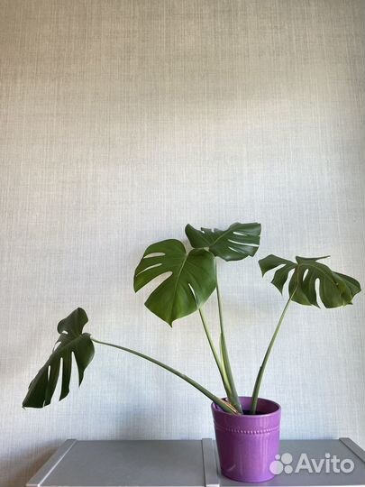 Монстера делициоза