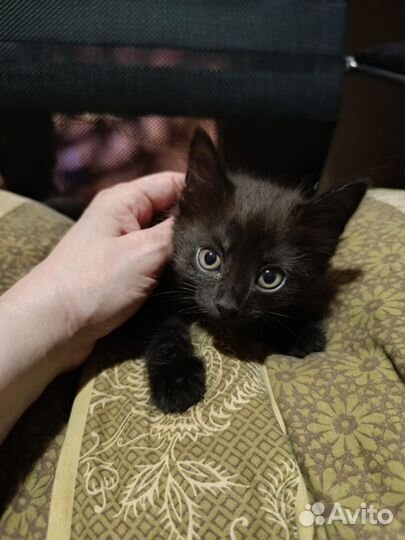 Очаровательные котики