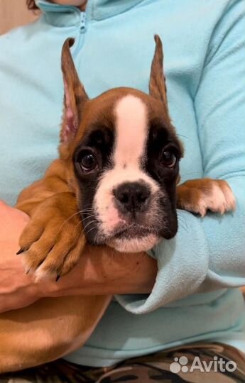 Боксер щенок