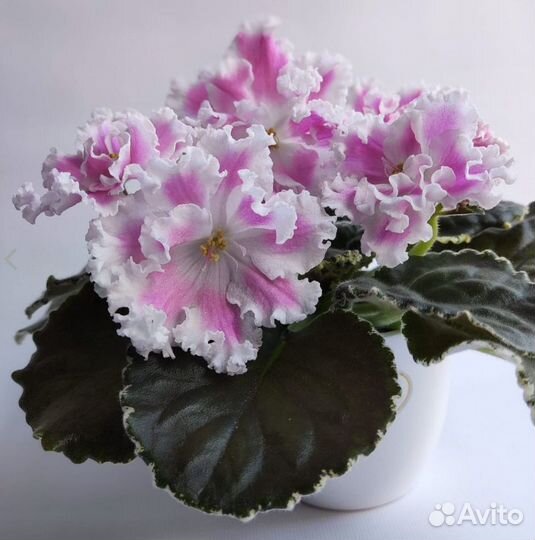 Детки сортовых фиалок