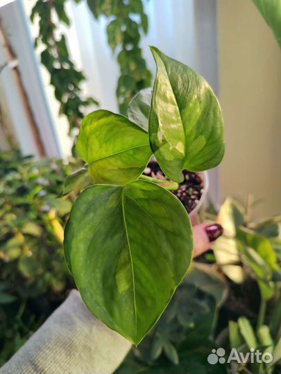 Epipremnum Global Green