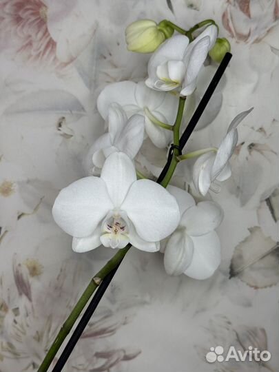 Орхидея фаленопсис