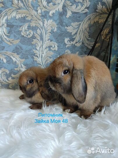 Кролик минилоп