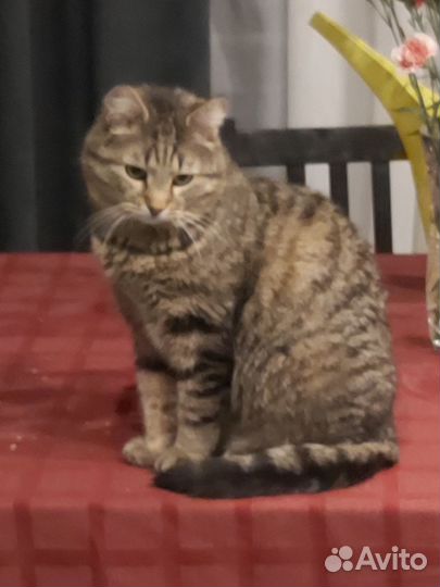 Отдают в приют